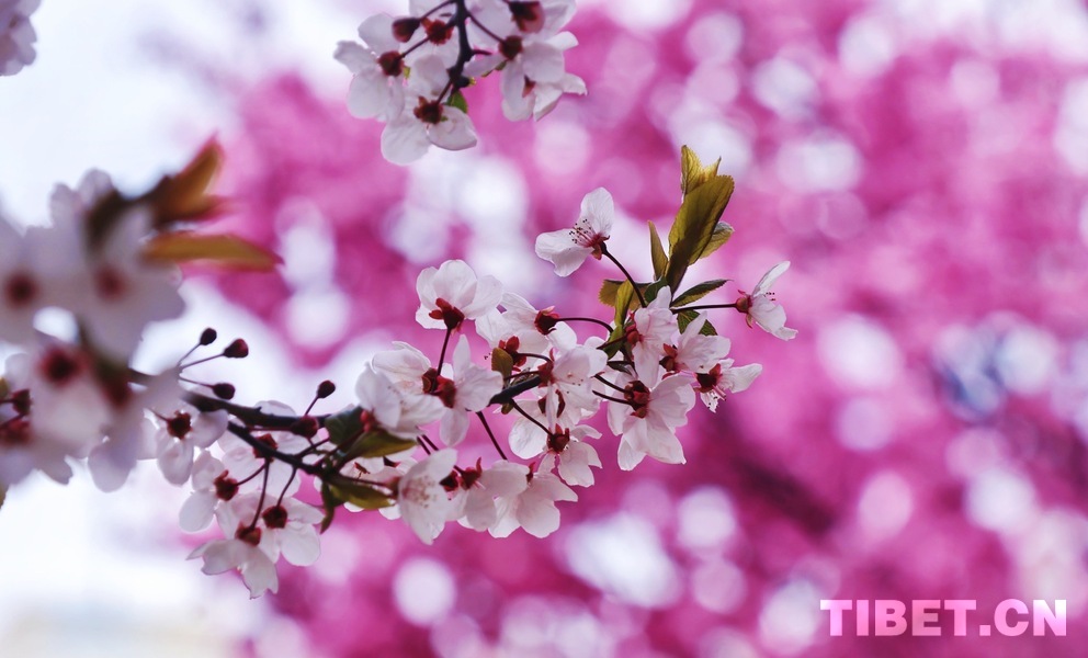 在春日拉萨看春梅与樱花