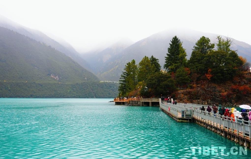 西藏林芝：秋色斑斓 雨落巴松错