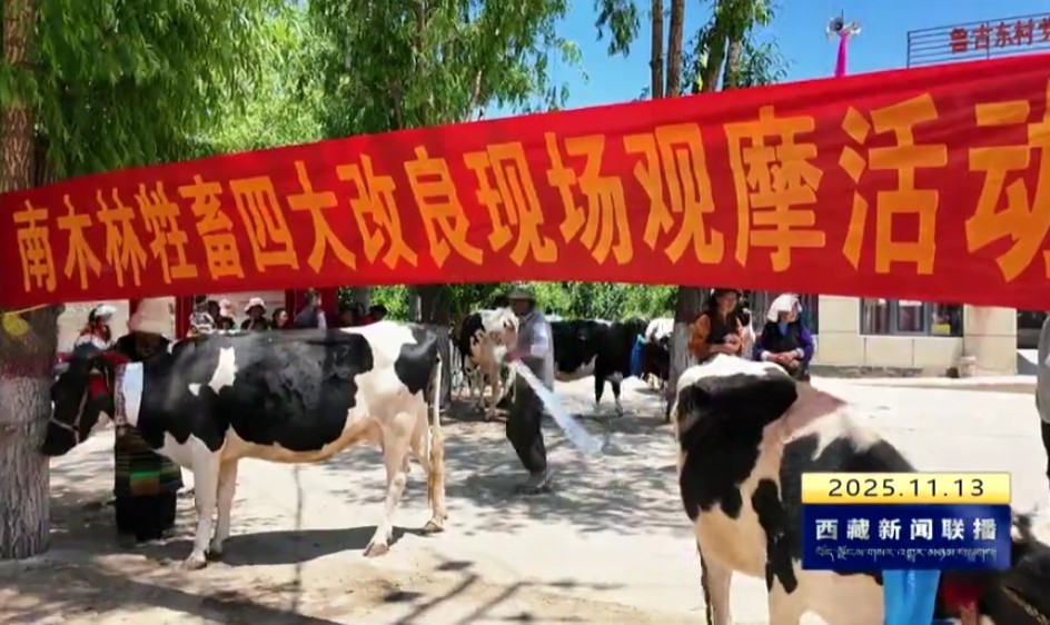 我区各地牲畜改良推动高原牧业提质