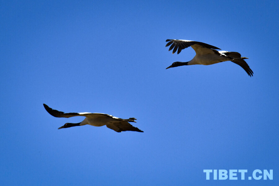 西藏林周迎来大批越冬黑颈鹤
