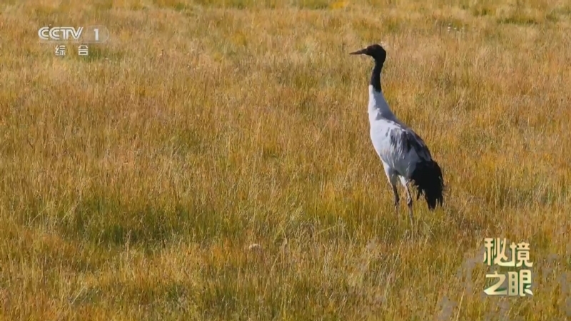 《秘境之眼》鹤舞祁连