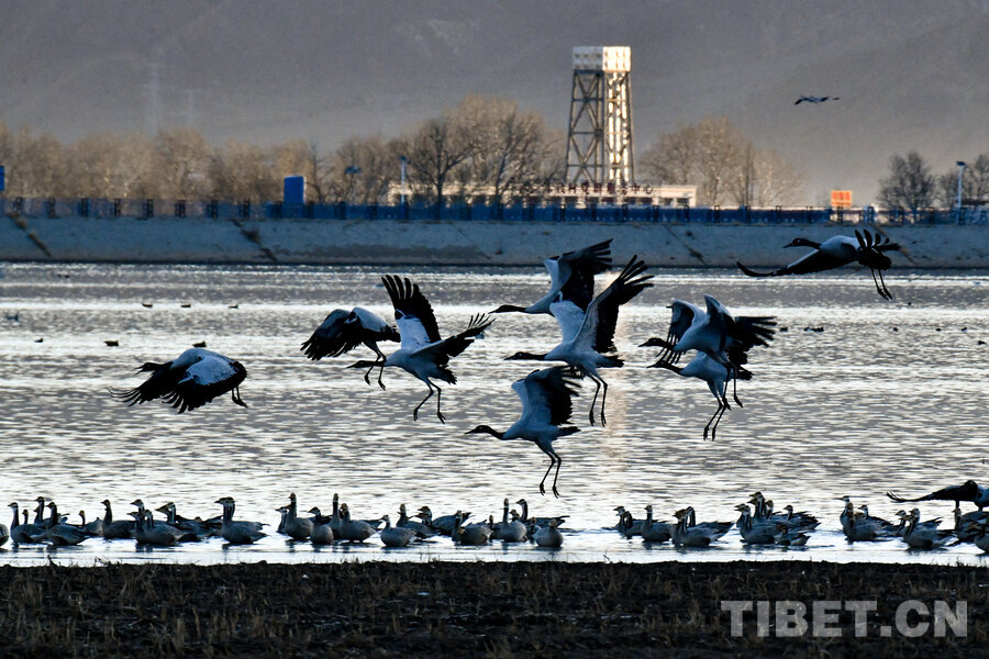 西藏林周迎来大批越冬黑颈鹤