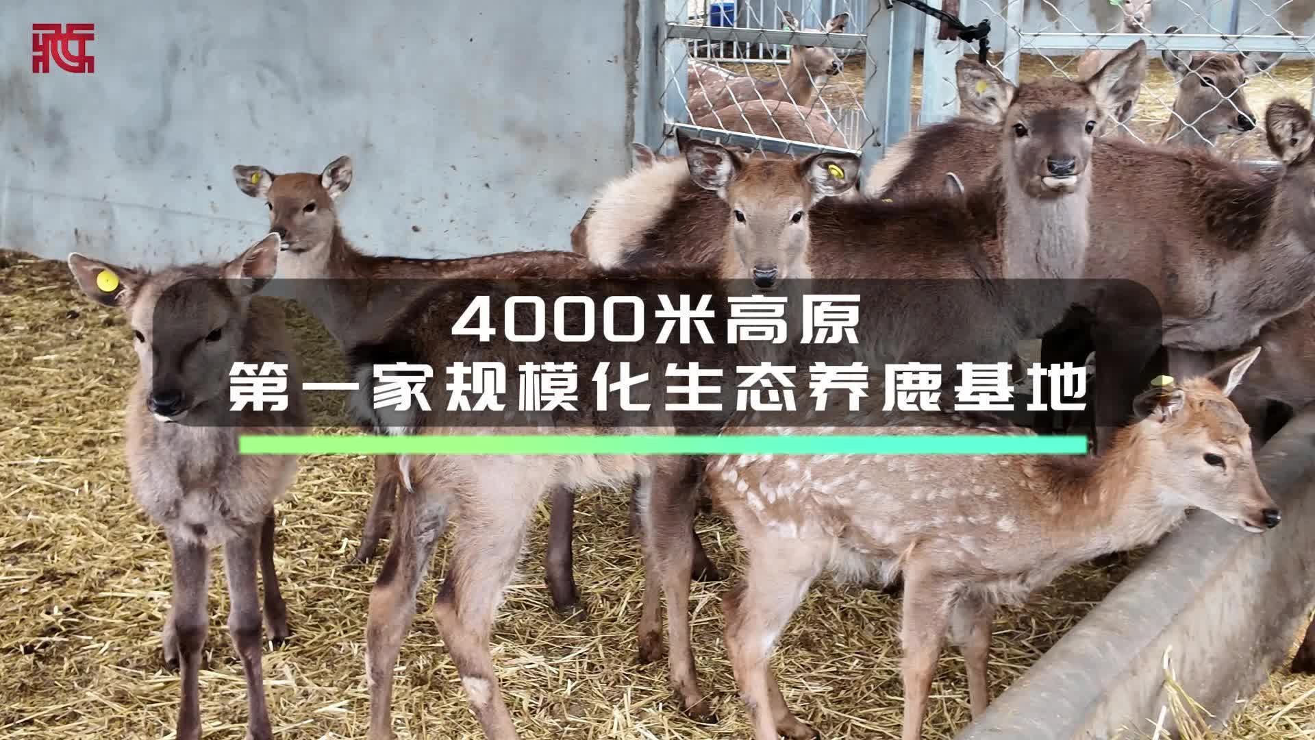 【牢记嘱托 共建美丽新西藏】海拔4000米高原生态养鹿基地：不用背井离乡，实现家门口就业