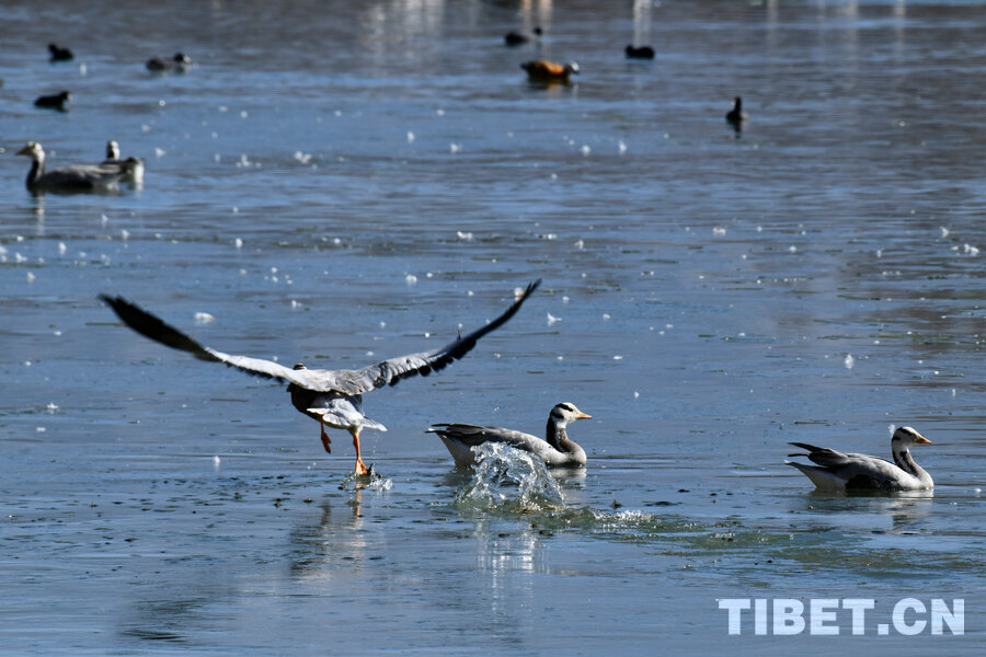 拉萨迎来大批候鸟“冬游西藏”