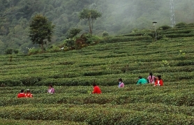 【藏寨物语—春的赞美诗】茶忙