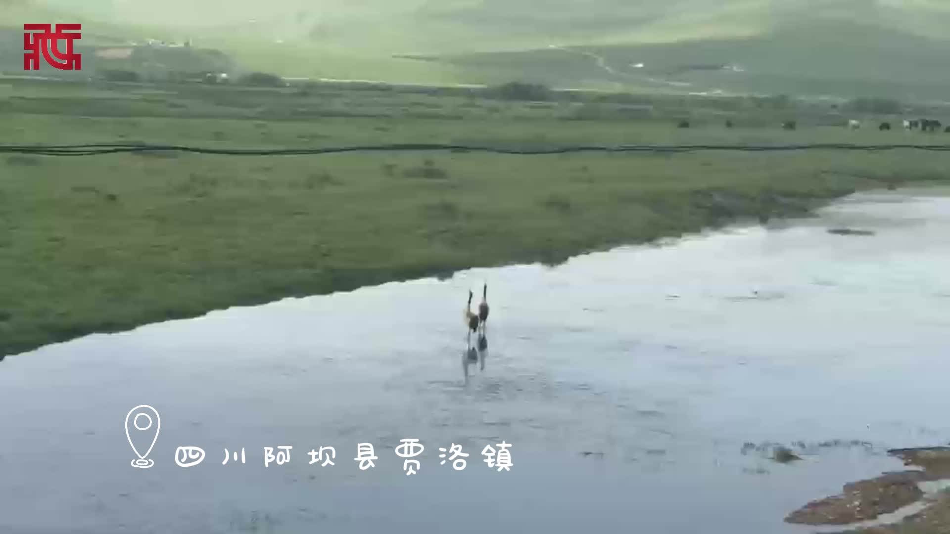 四川阿坝：一对黑颈鹤在天地间漫步