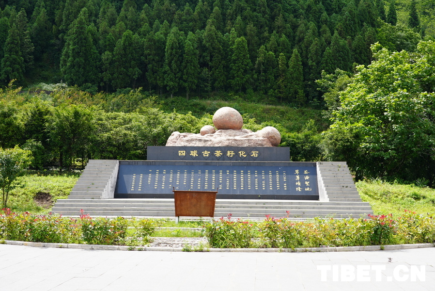 【多彩黔行】贵州晴隆：高山云雾育好茶 产业融合促振兴