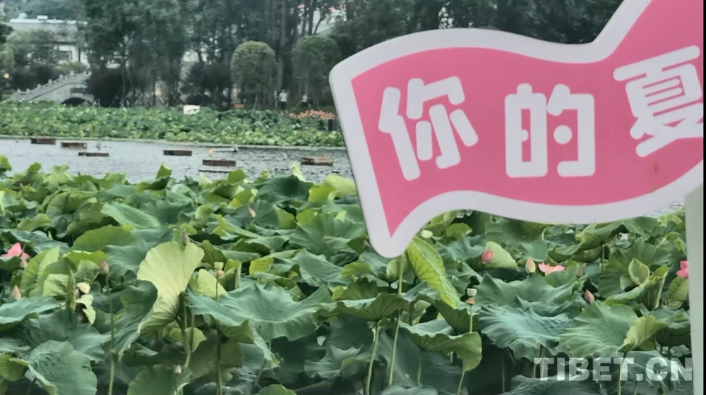 【多彩黔行】以“荷”为媒、以“花”会友：贵州安龙邀你共赴一场夏日荷花盛宴
