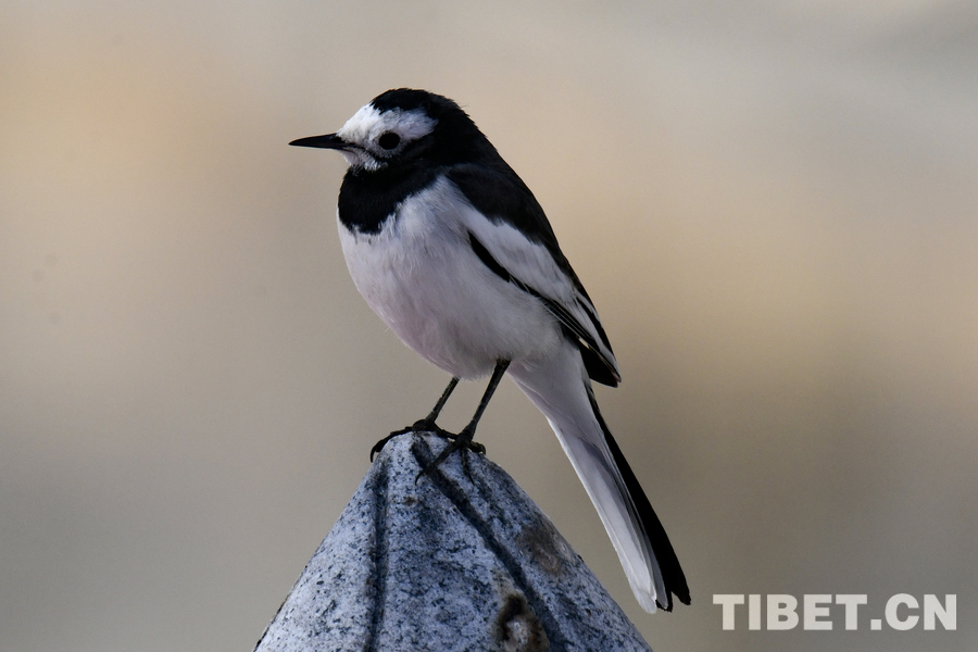拉鲁湿地迎来众多越冬鸟类
