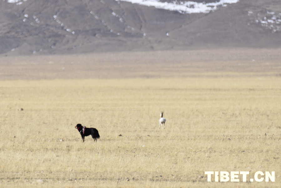 【新春走基层】路遇喜马拉雅生灵