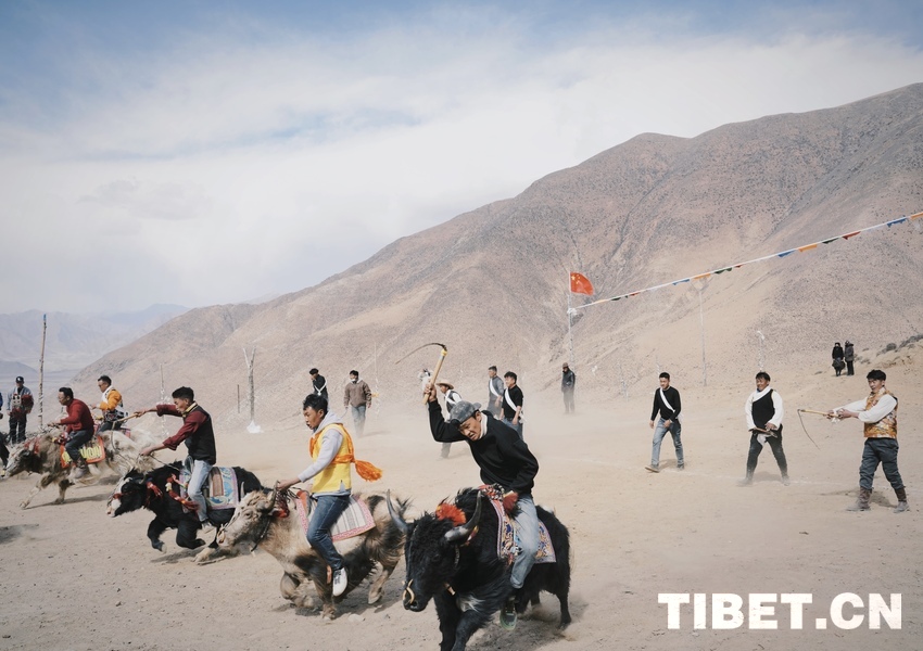 【新春走基层】藏历初三赛牦牛 恰村欢腾庆新春