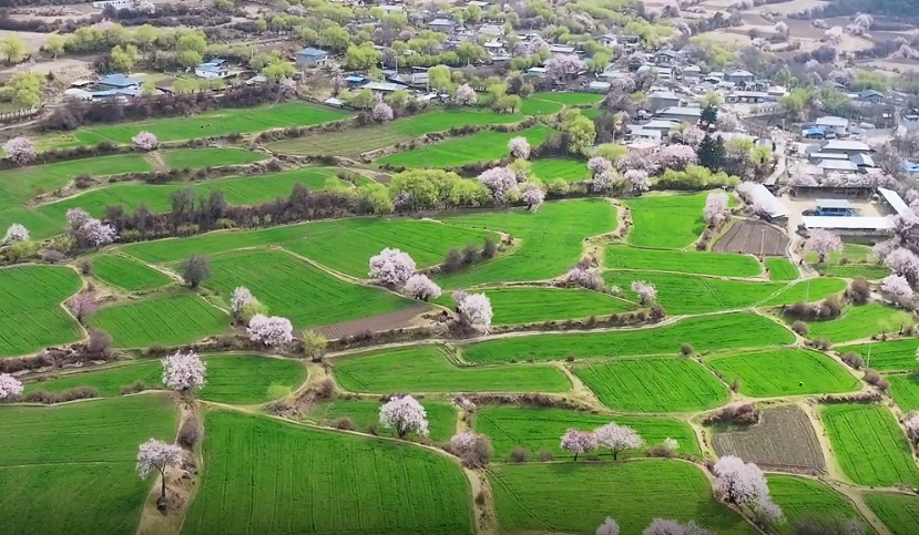 2026年林芝市巴宜区第二十三届桃花旅游文化节邀您共赏花海