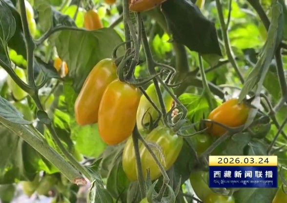 农研旅融合赋能 曲水才纳绘就增收新图景