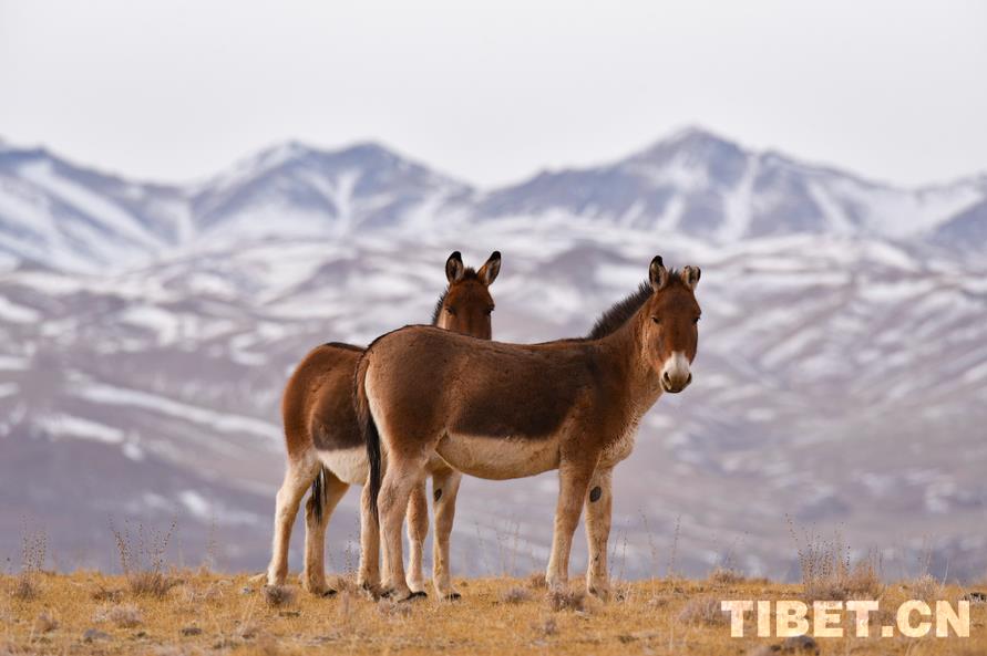 镜头下的藏野驴