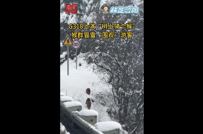 【春满高原】现实版“树上骑（七）个猴”！