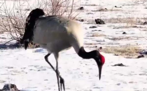 50余只黑颈鹤北返红原大草原