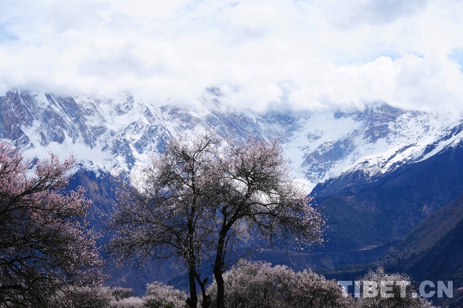 春临索松村：南迦巴瓦脚下的春日