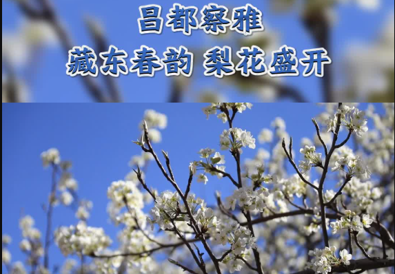 【Moment in Xizang|西藏一刻】昌都察雅 藏东春韵 梨花盛开