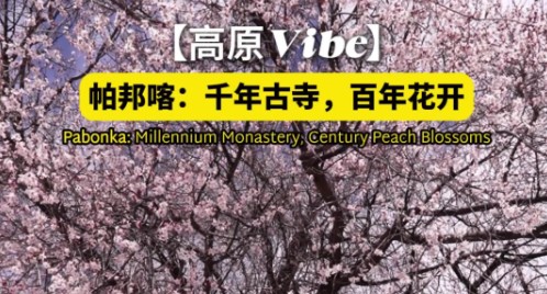 【高原Vibe】帕邦喀：千年古寺 百年花开