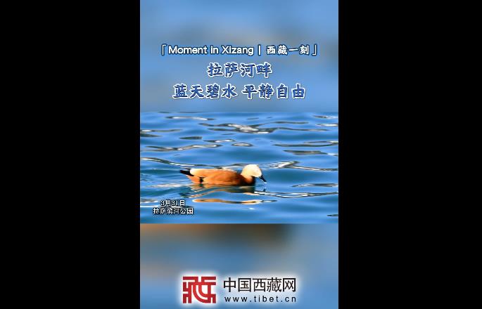 【Moment in Xizang|西藏一刻】拉萨河畔 蓝天碧水 平静自由