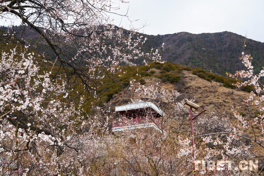 嘎拉“桃花”村：春满桃源 客入画来