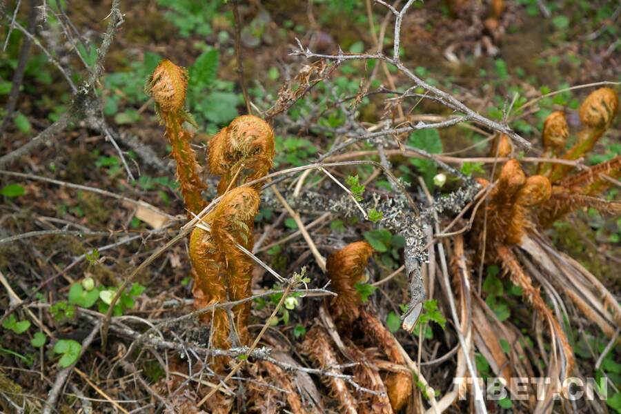 平原繁花谢 高原花季始