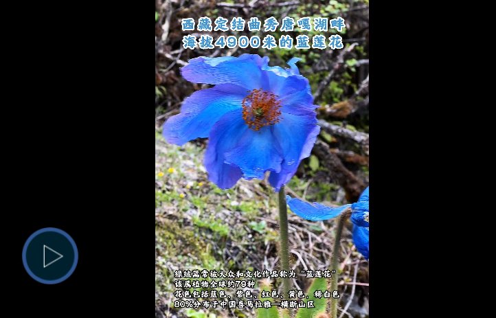 西藏海拔4900米的蓝莲花