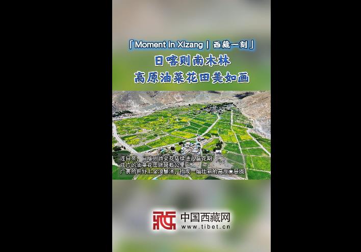 【Moment in Xizang|西藏一刻】日喀则南木林 高原油菜花田美如画