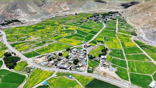 【Moment in Xizang|西藏一刻】日喀则南木林 高原油菜花田美如画