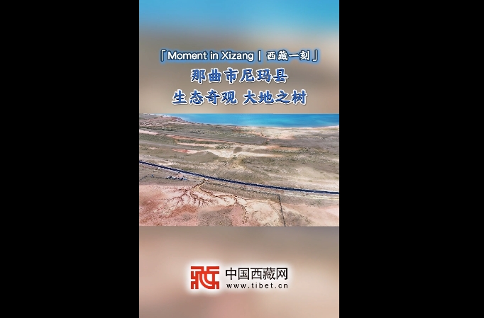 那曲市尼玛县：生态奇观 大地之树