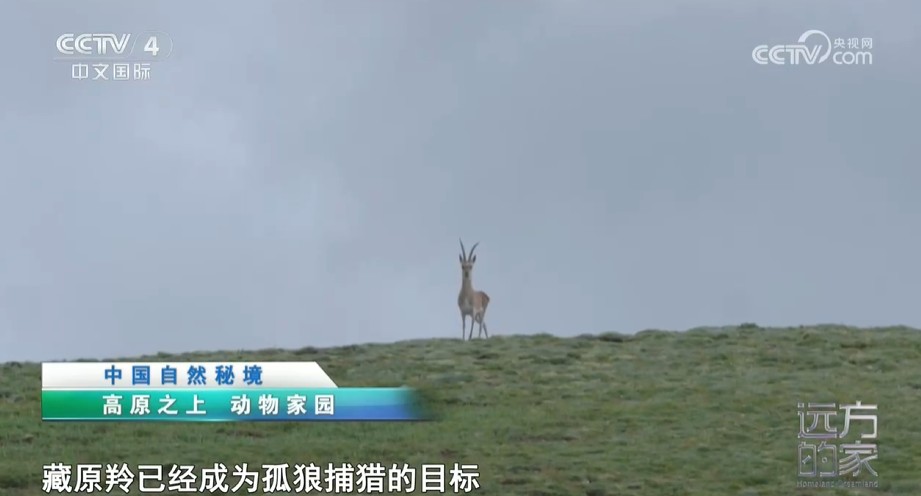 《远方的家》 中国自然秘境 高原之上 动物家园