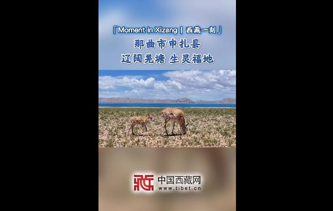 【Moment in Xizang|西藏一刻】那曲市申扎县 辽阔羌塘 生灵福地