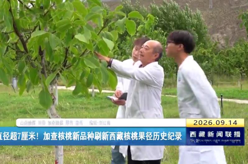 加查核桃新品种刷新西藏核桃果径历史纪录