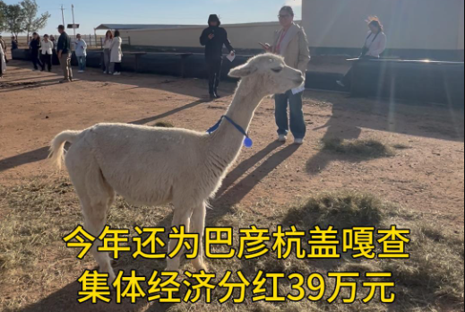 【铸牢共同体 中华一家亲】苏尼特左旗：“羊驼经济”变身富民产业