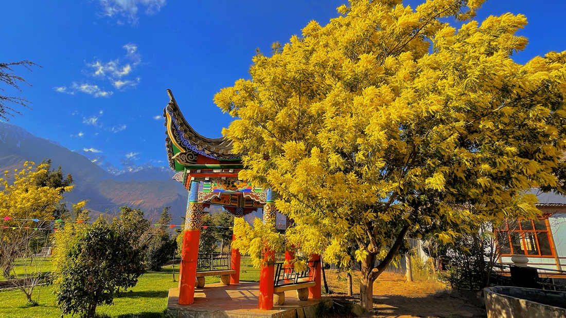 西藏芒康：金合欢竞相盛放 满山尽披“黄金甲”