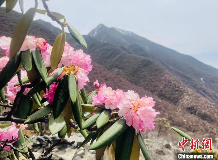 近日，西藏自治區山南市加查縣索囊溝的杜鵑花競相綻放?！∪轿木?攝