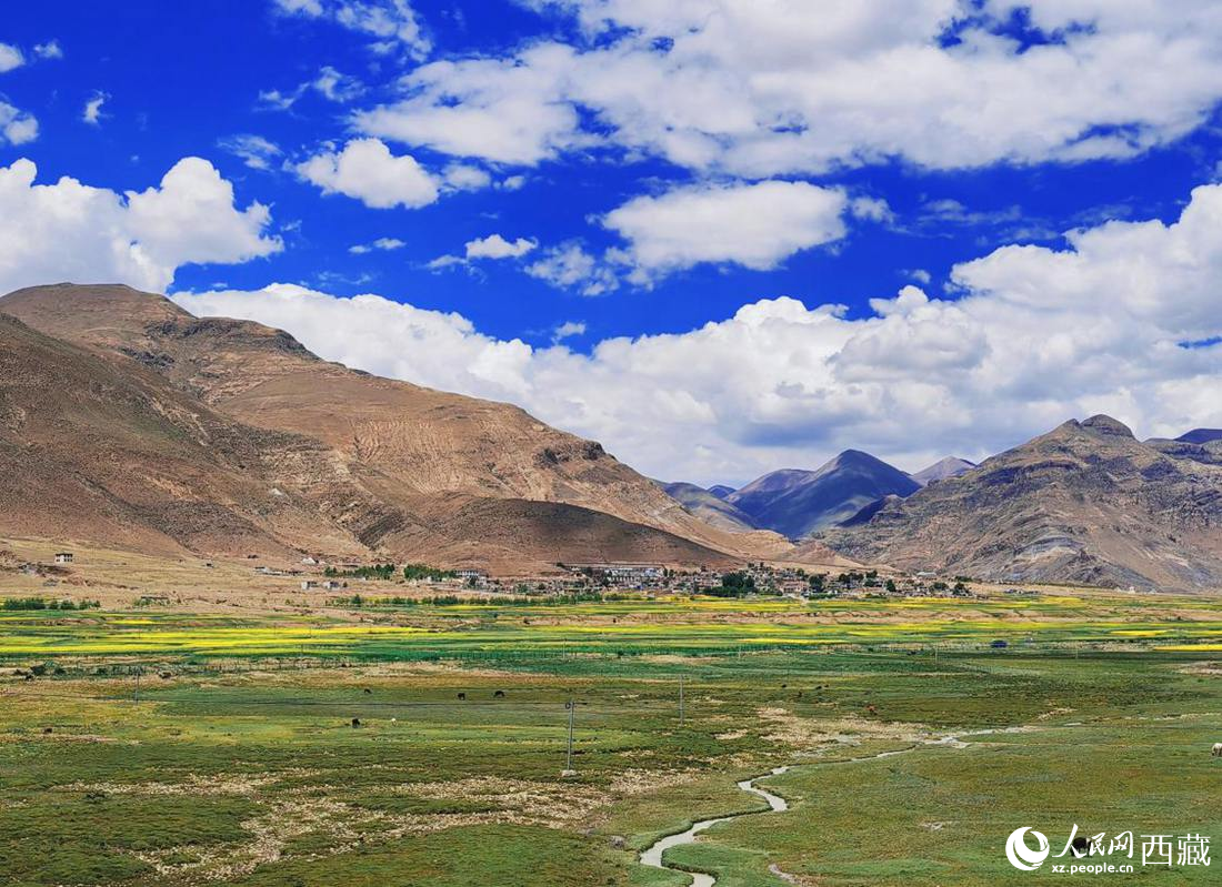 西藏：七月羌塘美如画