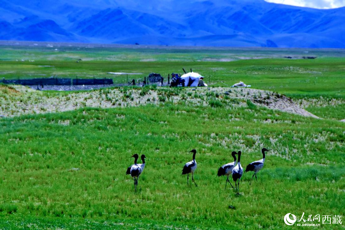 黑颈鹤在牧民帐篷附近觅食，人与动物和谐相处。人民网 李海霞摄