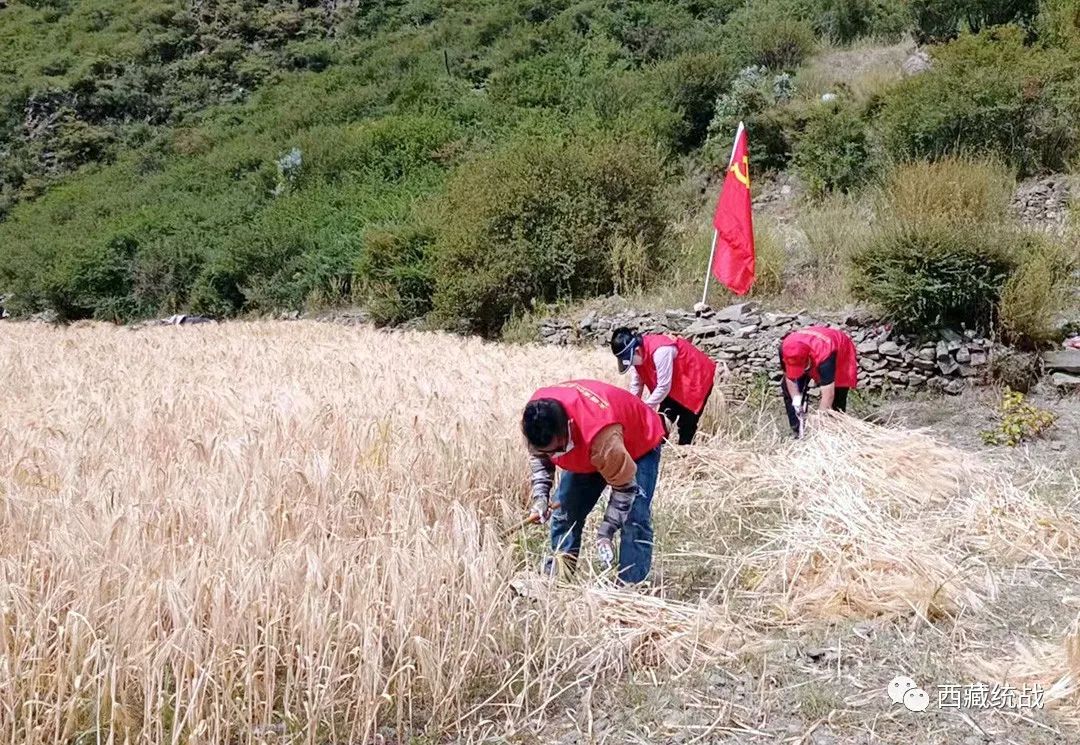 朗縣登木鄉寺管委會黨支部開展助農秋收解民憂活動