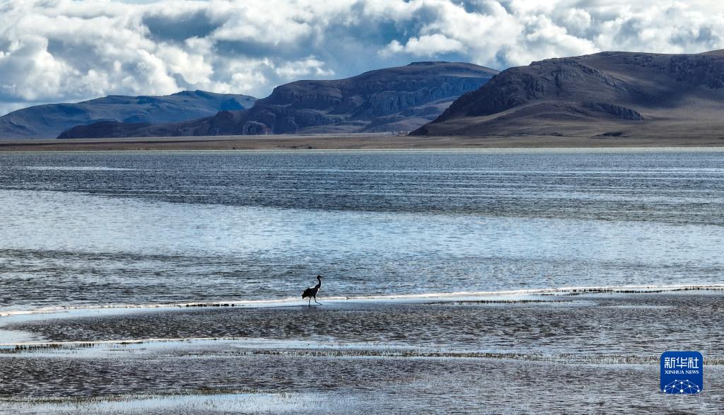 西藏：多慶湖邊的黑頸鶴