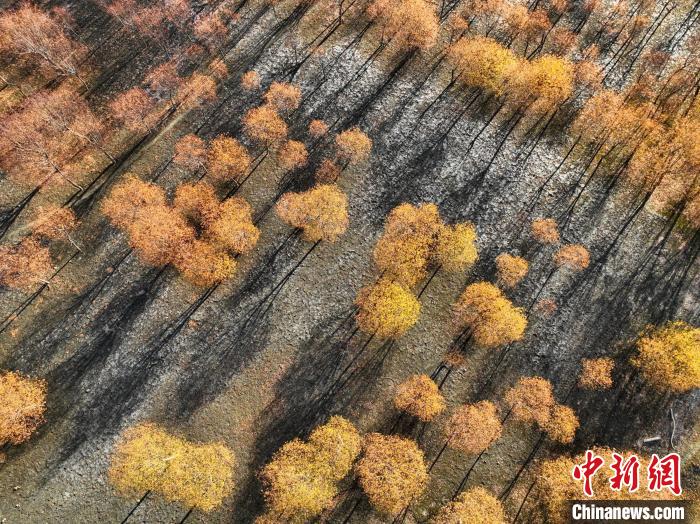 入冬時節，雅魯藏布江畔的樹林一片金黃?！《拘?攝