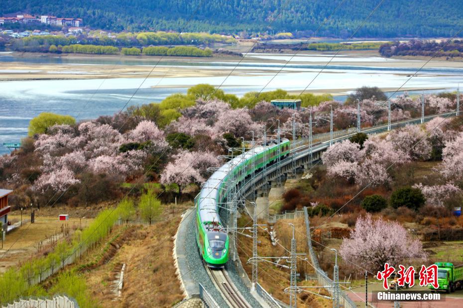 西藏拉林鐵路沿線桃花盛放
