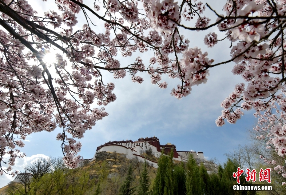 西藏拉薩：春花映布宮