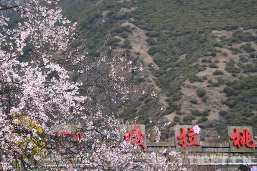 行走雪域高原，見證嶄新西藏——紀(jì)念西藏和平解放73周年