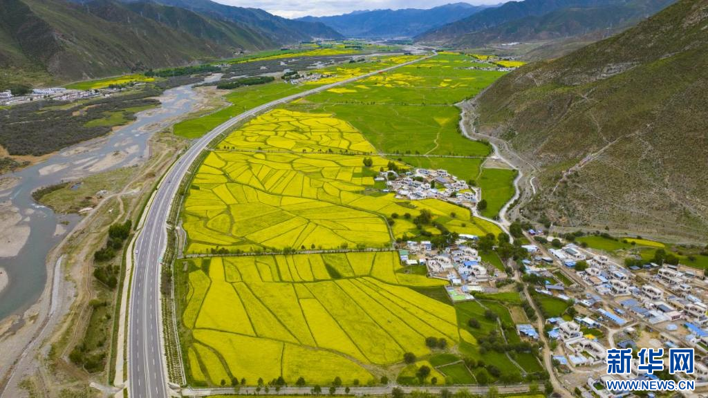 西藏墨竹：油菜花开满地“金”