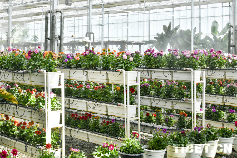 在白朗縣探索西藏現(xiàn)代農(nóng)業(yè)