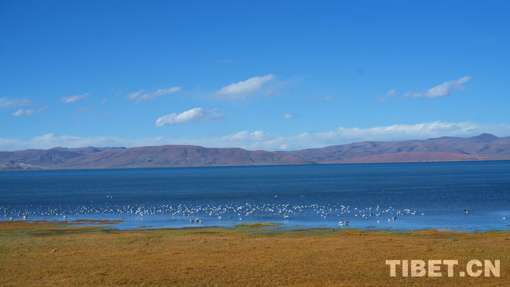 海拔4600米的高原生態(tài)畫(huà)卷