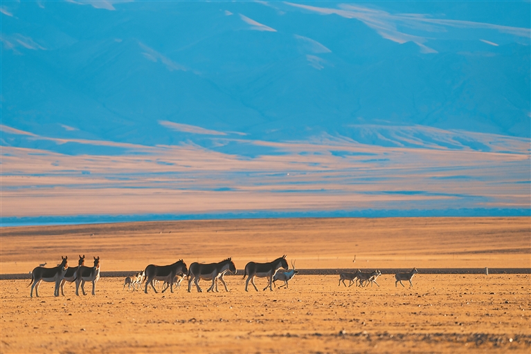 寥廓羌塘 生靈福地