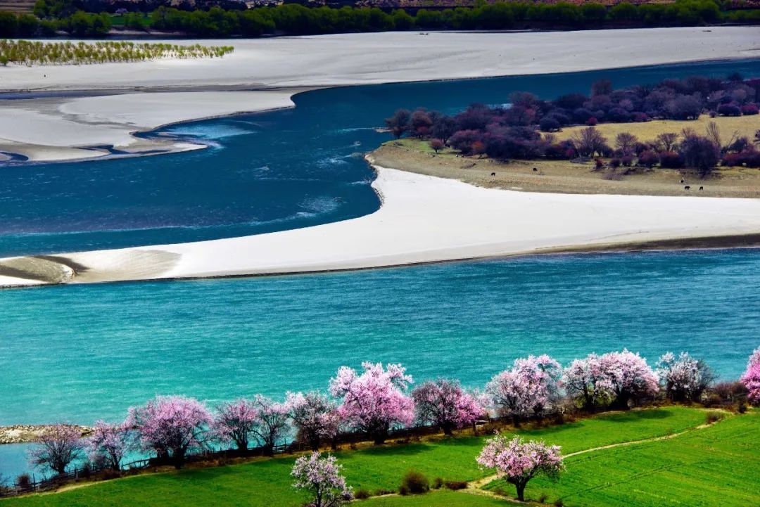 林芝桃花节4月3日开幕！