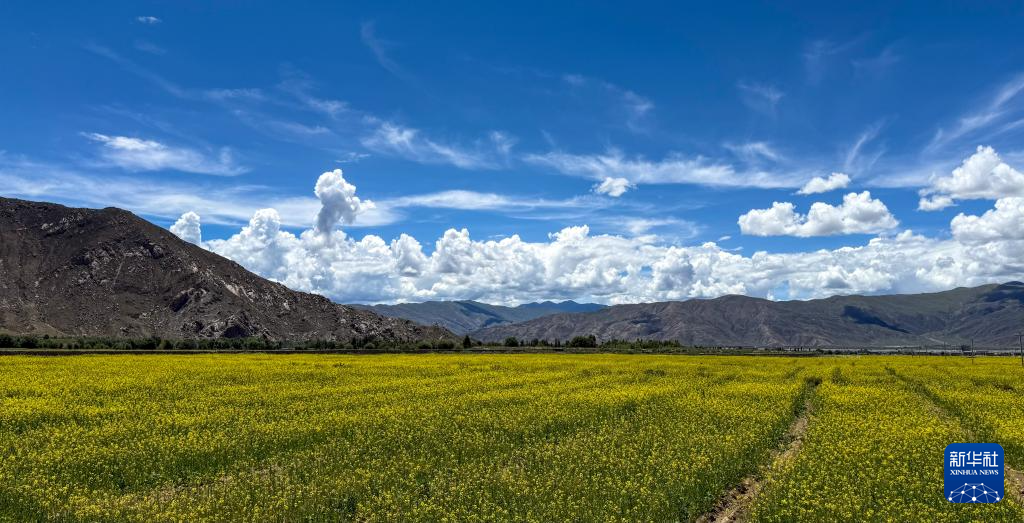 西藏山南：生态优势＋技术创新 带动农民持续增收